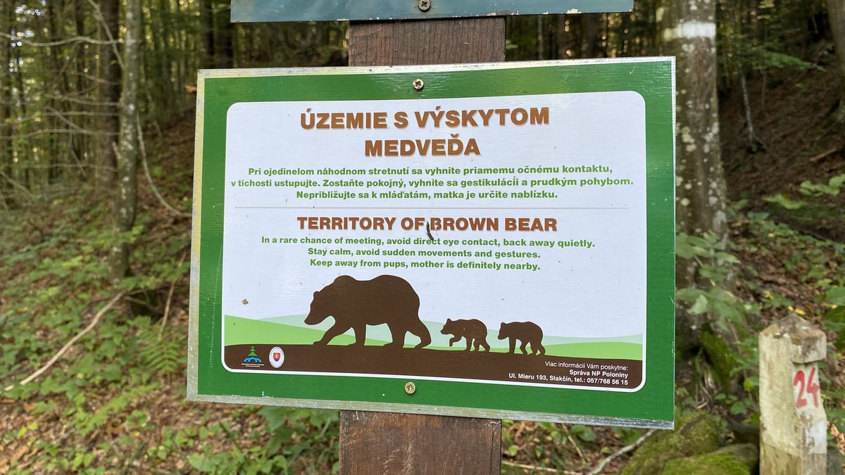 Další útok medvěda na Slovensku, muž utrpěl lehká zranění